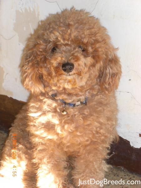 Pampi