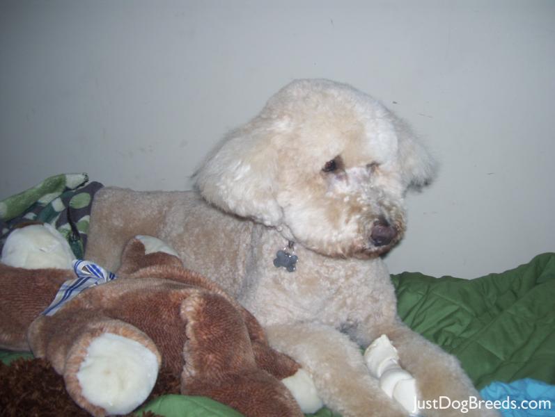 Rufus