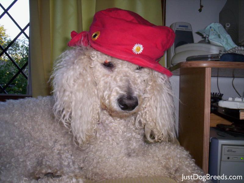 Gaspar