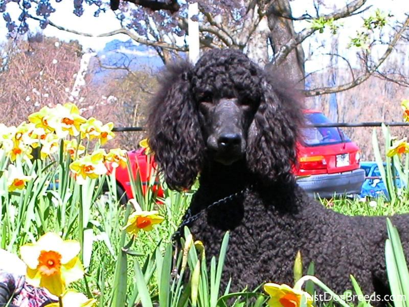 Dugan