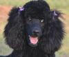 Charlee