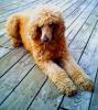 Ginger Wehner