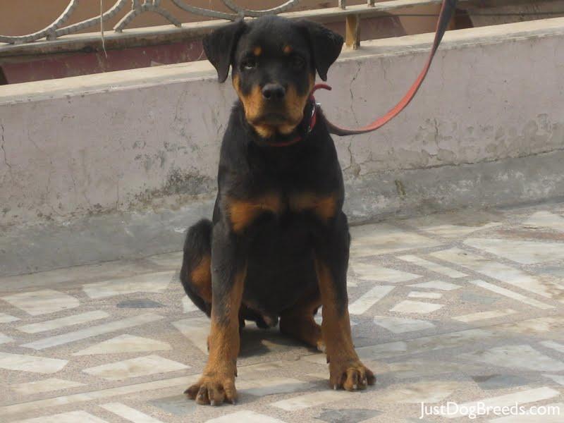 rocky