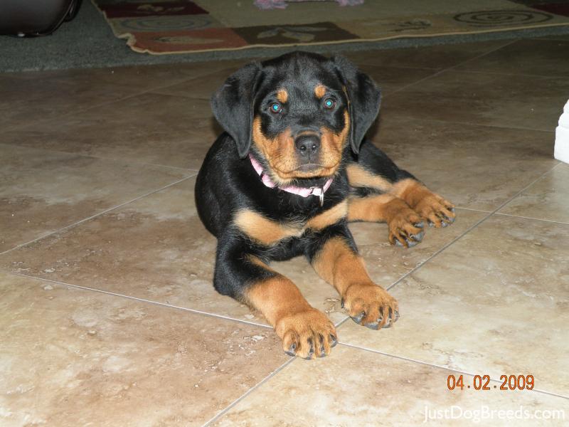 Sadie