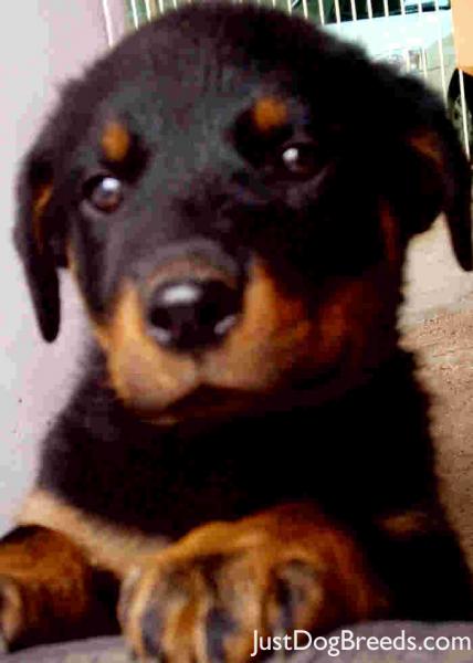 Harvey