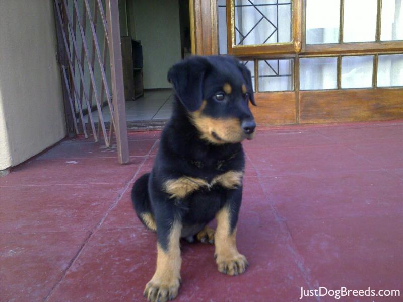 Rocky