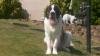 Buster