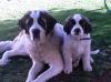 Jasmine and Jeromè