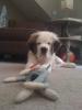 Wilson