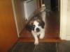 ozzie