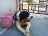 buddy