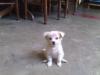 Baby Honey