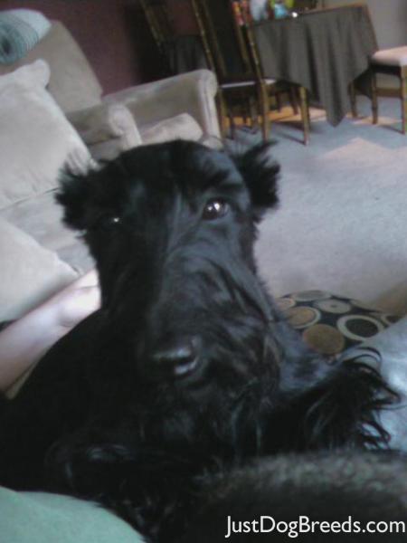 Seamus