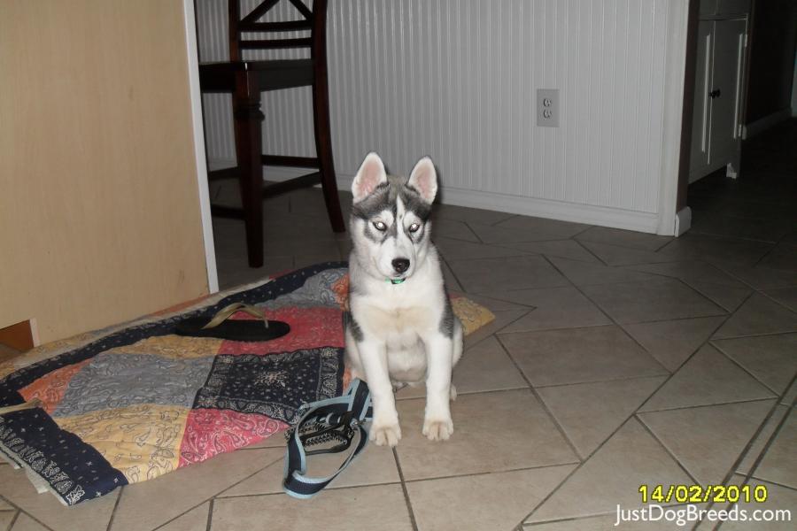 Loki