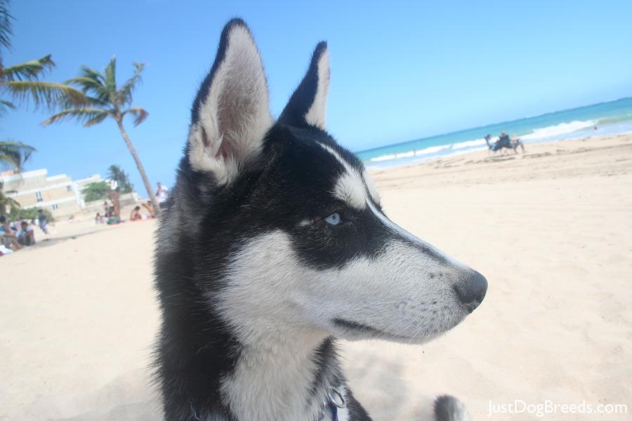 Mako