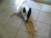 Seamus
