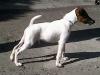 Jethro