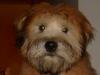 Barney