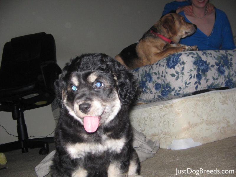 Bosley