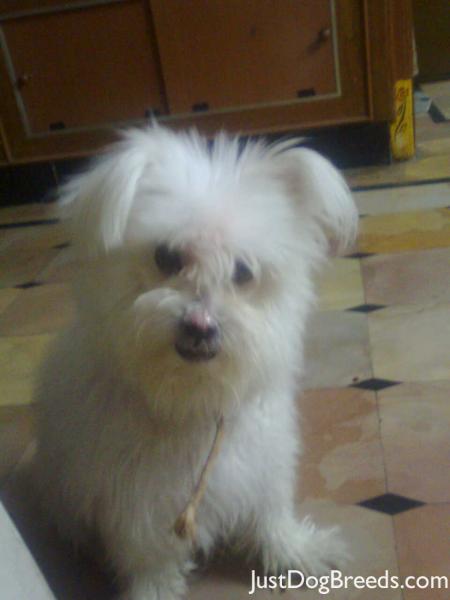 bubloo