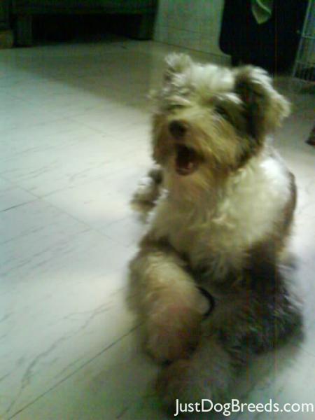cannie