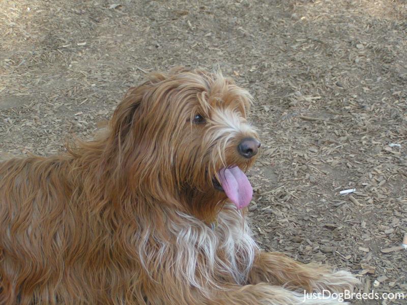 Rufus