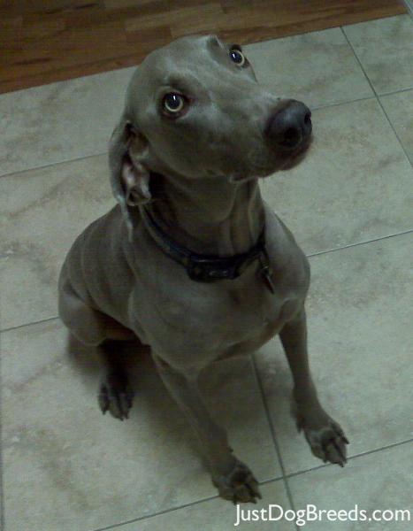 Lady