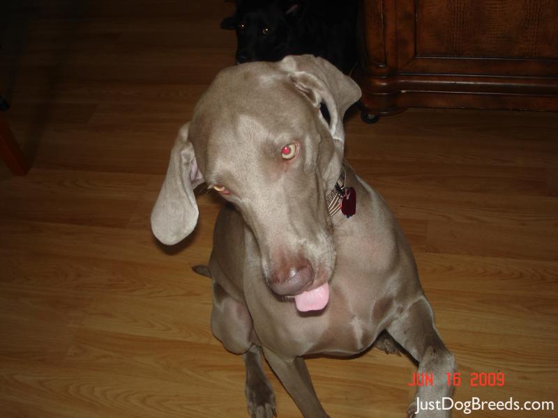 Murphy Brown Dog Jones