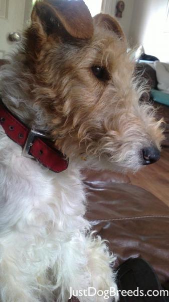 Brodie