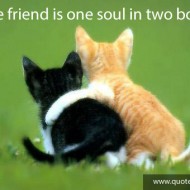 A true friend is one soul in two bodies