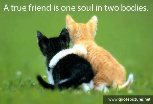 A true friend is one soul in two bodies