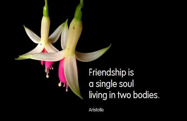 Friendship is a single soul living in two bodies