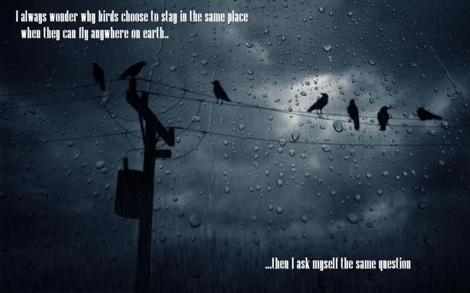 I always wonder why birds to choose to stay in the same place