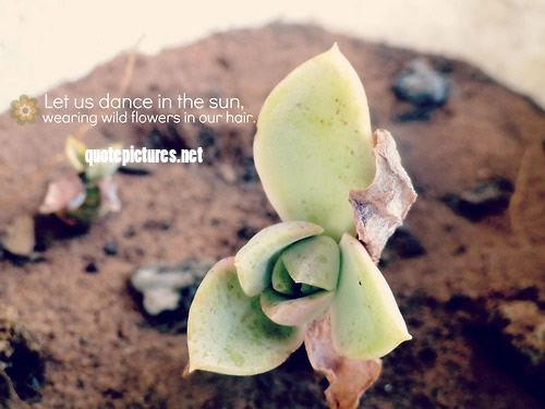 Let us dance in the sun, wearing wild flowers in our hair