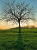 Dead Tree