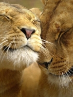 Lovey Lions