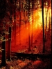 Sun in the Forest