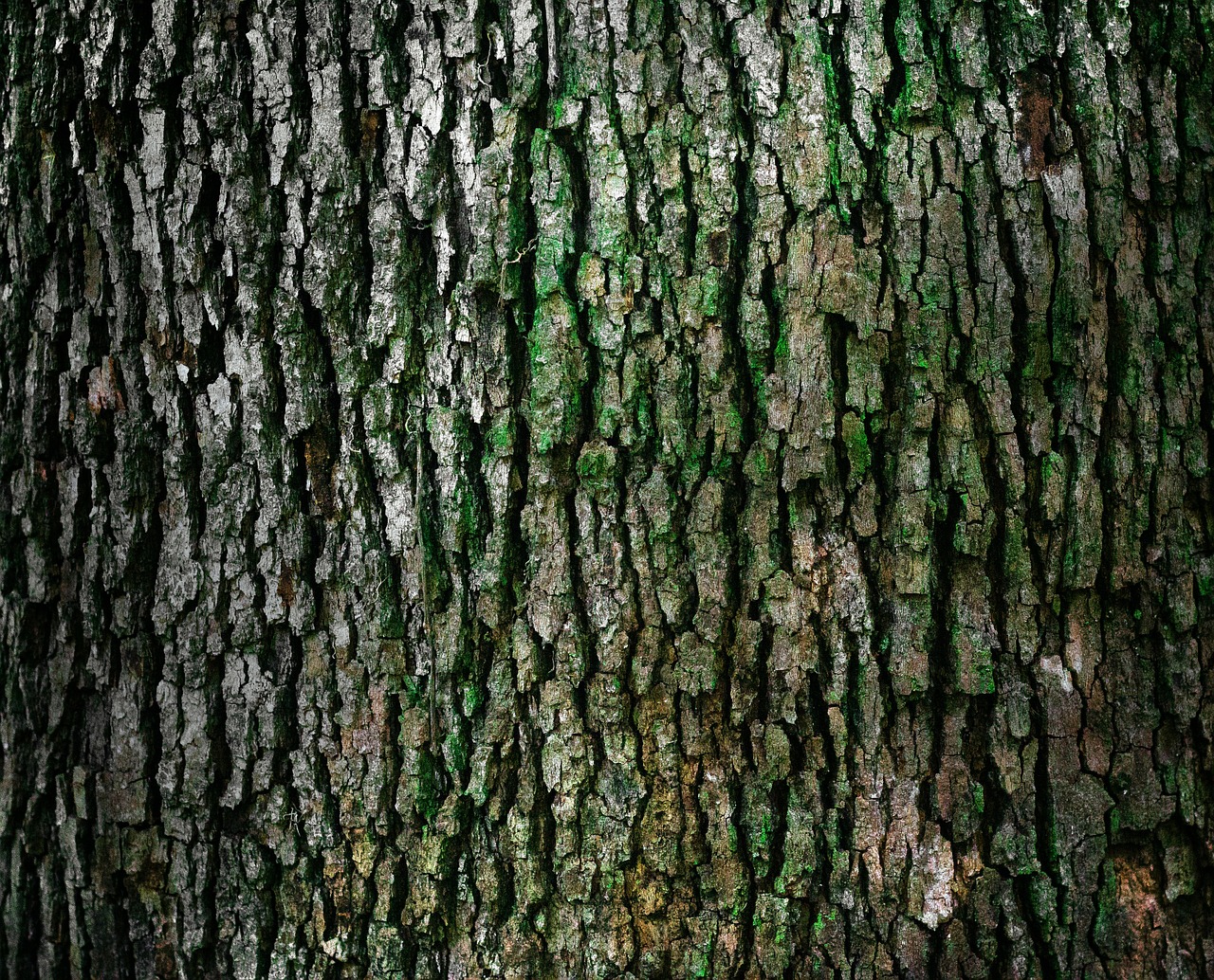 Tree Bark