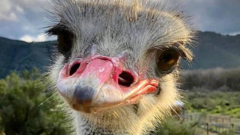 <p style="text-align: center;">4. OstrichLand USA</p>