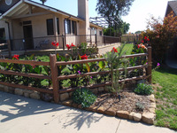 split rail fencing buffalograss ornamental plantings