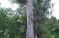 Tree-mira