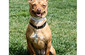 FOR IMMEDIATE RELEASE: Yost Appliance Successfully Concludes Fundraiser for DAWG FOR IMMEDIATE RELEASE: Yost Appliance Successfully Concludes Fundraiser for DAWG