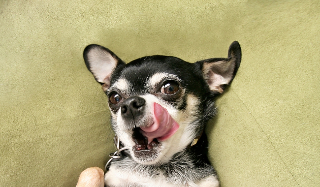 St Francis Pet Clinic logo