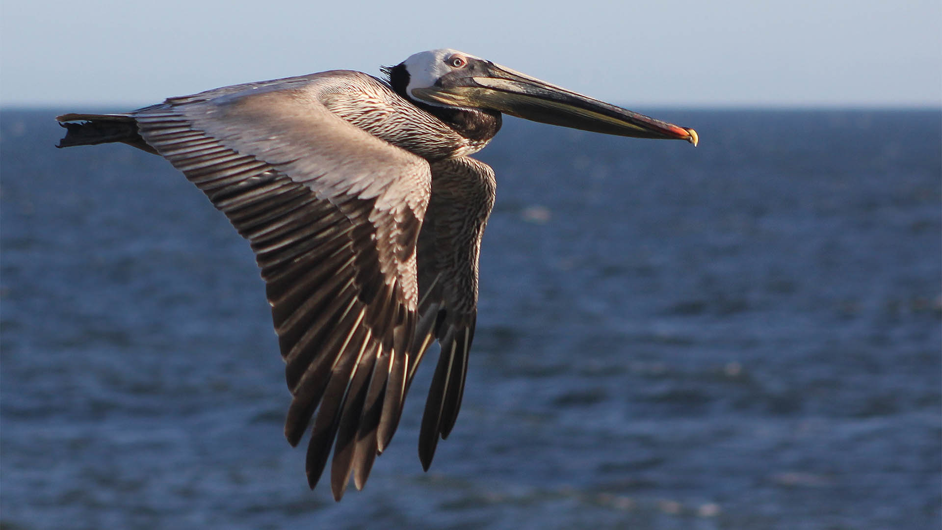 Carpinteria Real Estate Broker Murphyking Real Estate