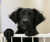 Animal Protection and Welfare Animal Protection and Welfare