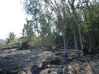 Hawaiian Vacant Lots-275682 Hawaiian Vacant Lots-275682