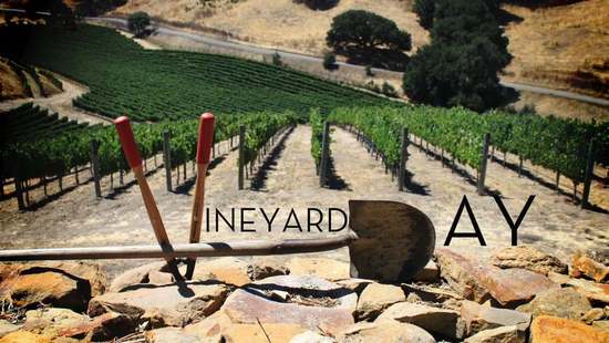 Saarloos & Sons Vineyard Day