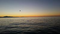 11.7.15 Lingcod Frenzy Santa Barbara, Channel Islands-1