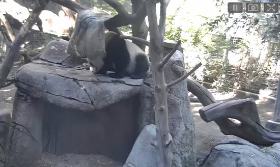 Web Cam Panda Cam - San Diego Zoo