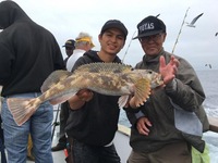 Lingcod.-12